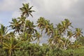 Sri Lanka: Palm trees on a beach