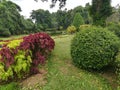 Peradeniya brotanical garden kandy sri lanka