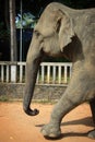 Sri Lanka: Pinnawela Elephant Royalty Free Stock Photo