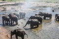 Sri Lanka Pinnawela Elephant Orphanage
