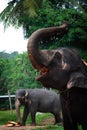 Sri Lanka: Pinnawela Elephants Royalty Free Stock Photo