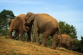 Sri Lanka: Pinnawela Elephants Royalty Free Stock Photo