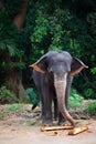 Sri Lanka: Pinnawela Elephants Royalty Free Stock Photo