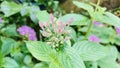 Sri Lanka Purple Ixora Buds natural flower image