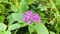 Sri Lanka Purple Ixora natural flower image