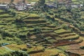 Sri Lanka - Ramboda - Terraced Fields - Farming activity on terraces Royalty Free Stock Photo