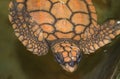 Sri Lanka's Gentle Guardians: Mesmerizing Turtle Photography in the Island's Coastal Haven