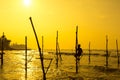 Sri Lanka`s traditional Fisherman on sanset. Fishing on silt is Royalty Free Stock Photo