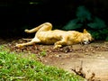 SRI LANKA sleeping lioness