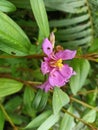 Sri lanka special orchid flowers