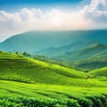 Sri Lanka tea landscape beautiful Digital art