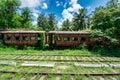 Sri lanka train in Jungle. Nature stikes back.