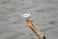 Asia Wild Bird sri lanka