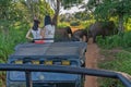 Sri Lanka, Udawalawe: Tourists in jeep looking on wild elephants in green jungle landscape Royalty Free Stock Photo