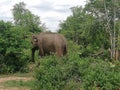 Sri Lanka udawalawe National Park Ceylon elephant