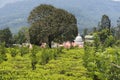 Sri Lanka, view of Nuwara Eliya with tea bushes in foreground