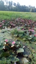 sri lanka water lilies and