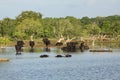 Sri Lanka wild cow