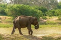 Sri Lanka: wild elephant in drinking place, Yala National Park Royalty Free Stock Photo