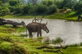 Sri Lanka: wild elephant in drinking place, Yala National Park Royalty Free Stock Photo