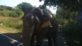 Sri Lanka Wild Elephant