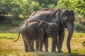 Sri Lanka: wild elephants in jungle, Yala National Park Royalty Free Stock Photo