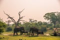 Sri Lanka: wild elephants in Yala National Park Royalty Free Stock Photo