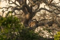 Sri Lanka: wild leopard on tree in Yala National Park