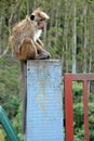 Sri Lanka, animal, mammal, wildlife, monkey