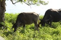 Sri Lanka wild pigcow