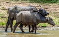 The Sri Lanka wild water buffalo Bubalus arnee migona Royalty Free Stock Photo