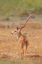 Sri Lanka wildlife. Sri Lankan axis deer Axis ceylonensis, or Ceylon spotted deer, nature habitat. Bellow majestic powerful adult