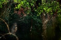 Sri Lanka, Wilpattu national park, Brown fish ow, Bubo zeylonensis or Ketupa zeylonensis, hidden in the forest. Owl sitting on the