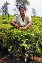 Sri Lanka woman collects tea leaves