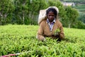 Sri Lanka, Woman to collect the tea away on tea plantations