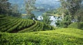 Sri Lanka's Tea estates