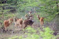 The Sri Lankan axis deer Axis axis ceylonensis or Ceylon spotted deer, herd of males in the bush Royalty Free Stock Photo