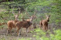 The Sri Lankan axis deer Axis axis ceylonensis or Ceylon spotted deer, herd of males in the bush. Herd of axis deer in a green