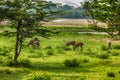 Sri Lankan Axis Spotted Deer in Yala National Park