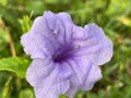 close up blue color beautiful wild flower sri lankan wild flower