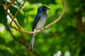 Sri Lankan Black Drongo bird perched on a tree branch close up Royalty Free Stock Photo