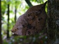 Sri Lankan Blue Oak Leaf butterfly in Sinharaja area Royalty Free Stock Photo