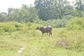 Sri Lankan Buffalo with forest 2022 Royalty Free Stock Photo