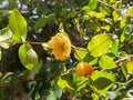 Sri lankan cherry food plants