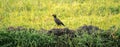 Sri Lankan common mynah bird spotted in paddy field,