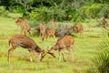 Sri lankan dears in yala National Park Royalty Free Stock Photo