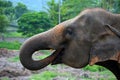 Sri Lankan elephant drinking