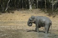 Sri Lankan Elephant - Elephas maximus maximus, Sri Lanka Royalty Free Stock Photo