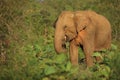 Sri Lankan elephant Royalty Free Stock Photo