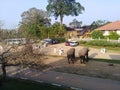 Sri lankan elephant couple in the temple